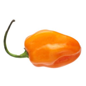Orange Habanero Hot Pepper Heirloom Seed (Capsicum annuum)