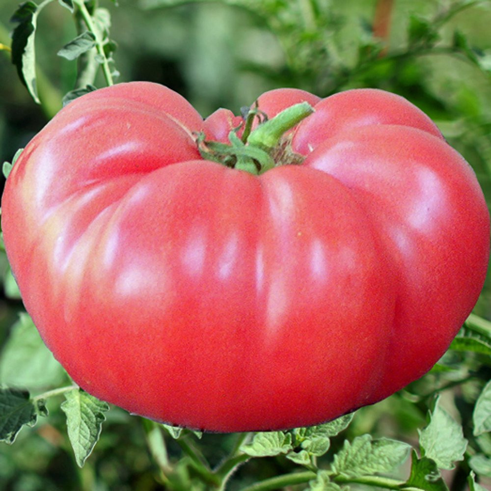 Brandywine Pink Tomato Seeds (Solanum lycopersicum) - Image 5