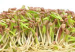 Variety Pack of Sprouting Seeds, Broccoli, Alfalfa, Radish, Mung & Clover