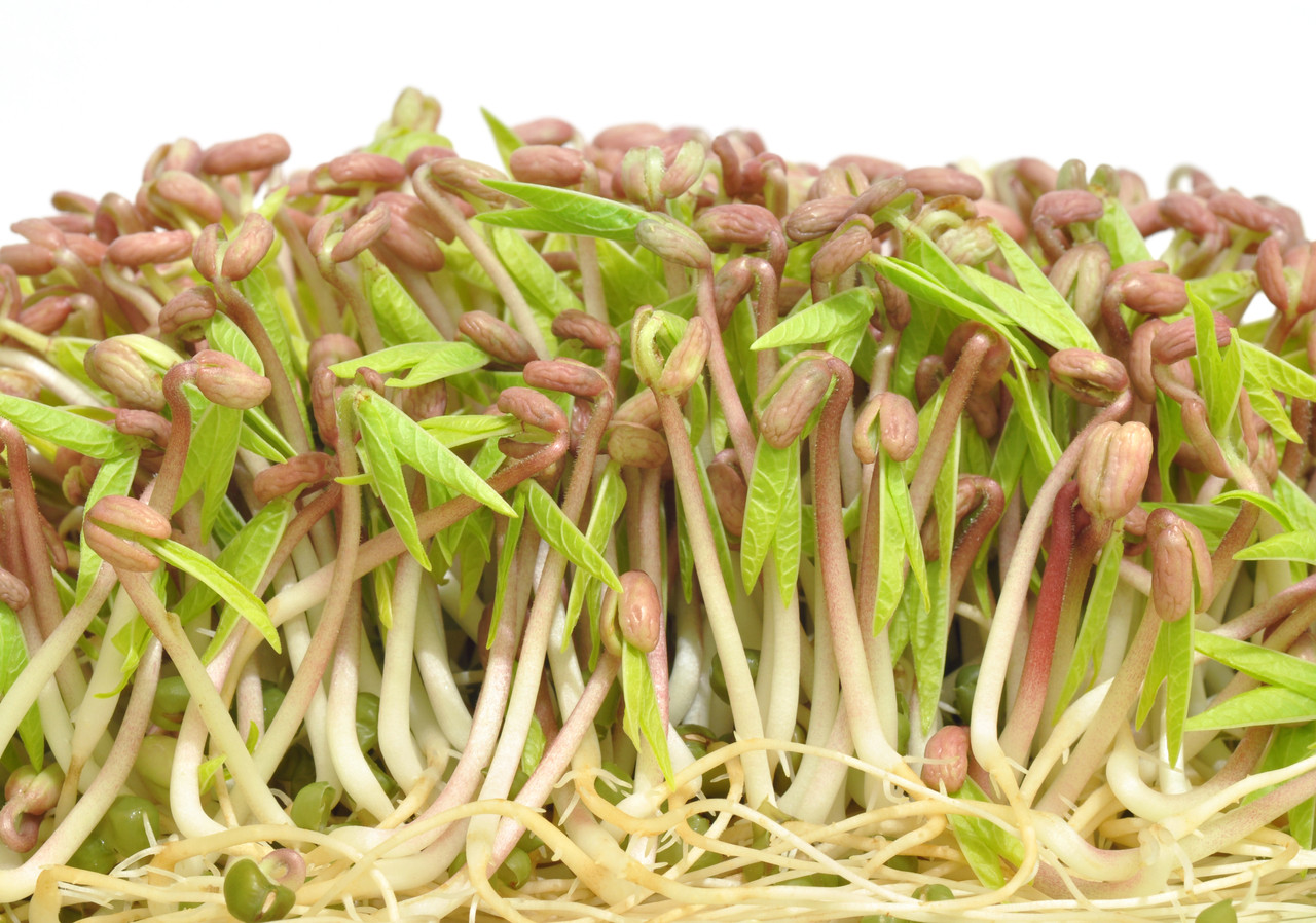 Variety Pack of Sprouting Seeds, Broccoli, Alfalfa, Radish, Mung & Clover (Medicago sativa)