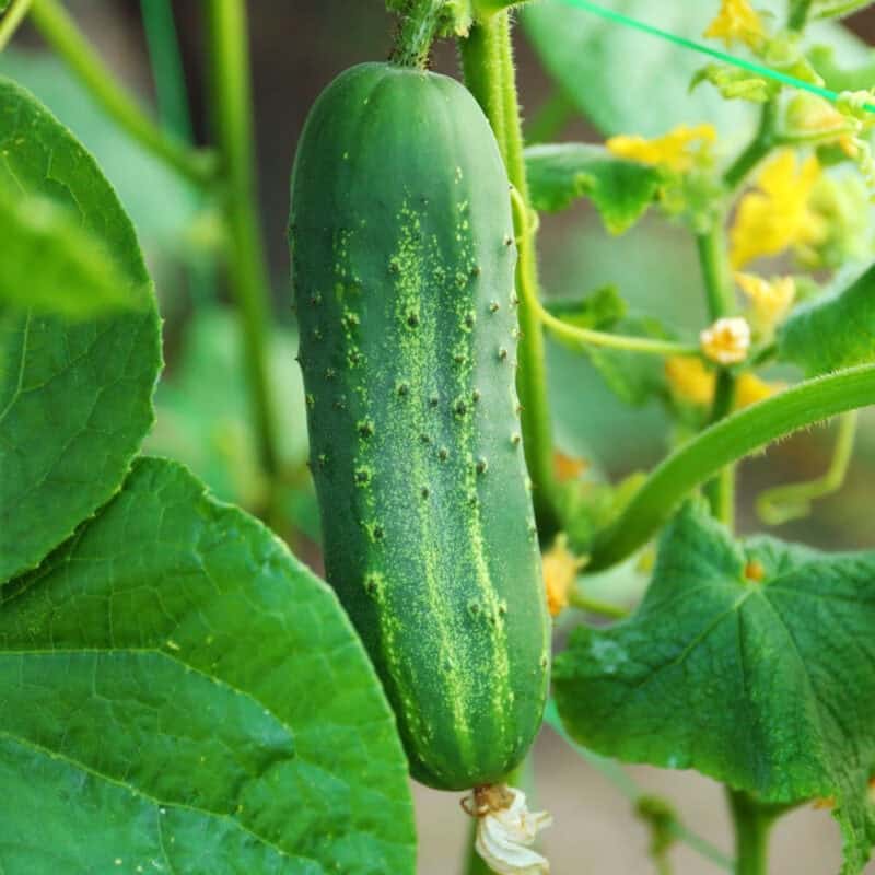 Ashley Cucumber Seed (Cucumis sativus) - Image 2
