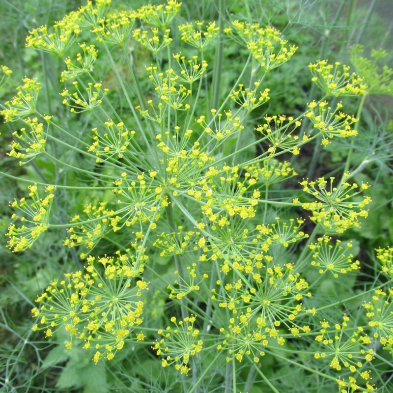 Dill, Mammoth Long Island Herb Seed - Image 5