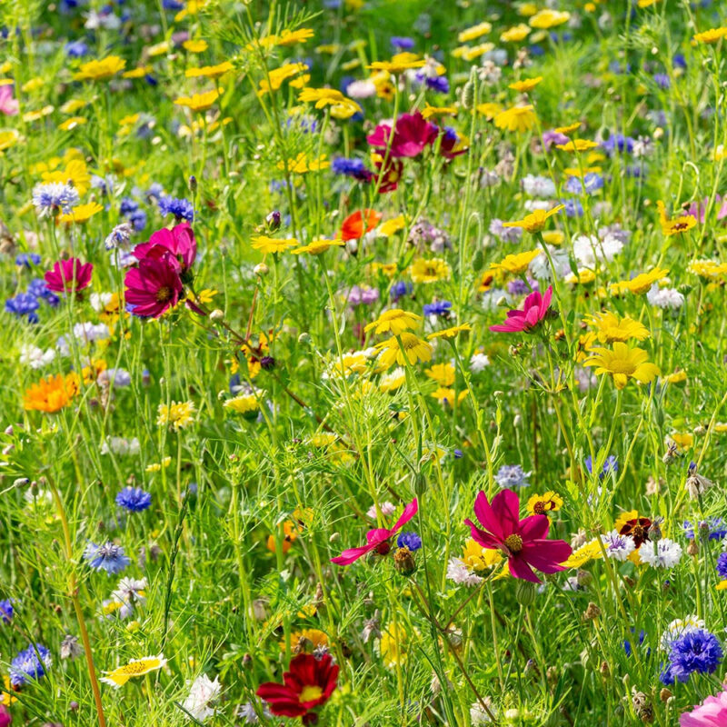 Annual Perennial Flower Mix - Image 4