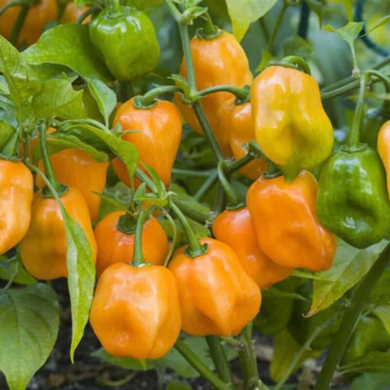 Orange Habanero Hot Pepper Heirloom Seed (Capsicum annuum) - Image 4