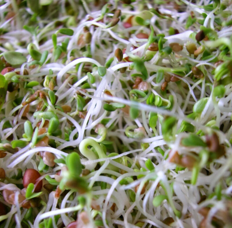 Patti's Super Antioxidant Sprouting Seed Mix, One Pound - Image 5