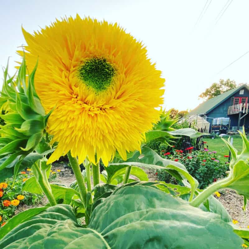 Sungold Tall Sunflower Heirloom Seed (Helianthus annuus) - Image 5