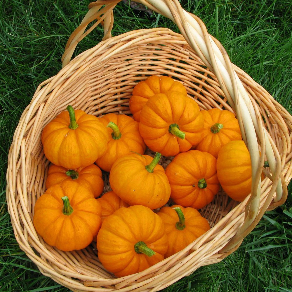 Jack be Little Pumpkin Heirloom Seed - Image 4