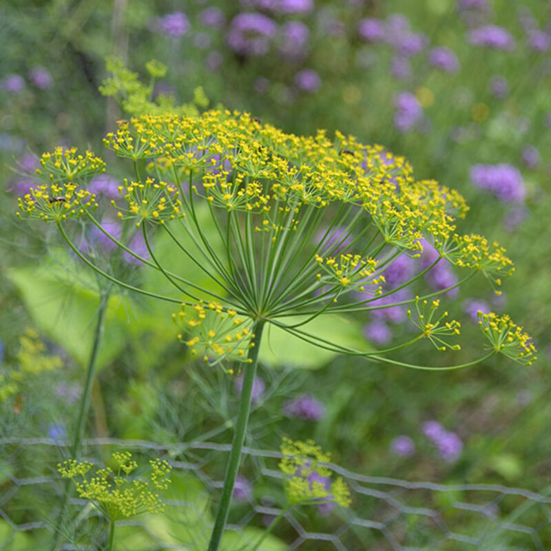 Dill, Mammoth Long Island Herb Seed - Image 2