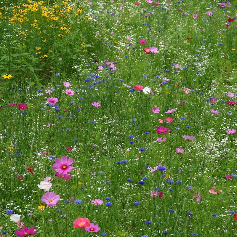 Annual Perennial Flower Mix - Image 3