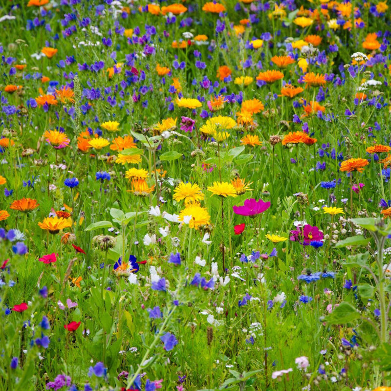 Annual Perennial Flower Mix
