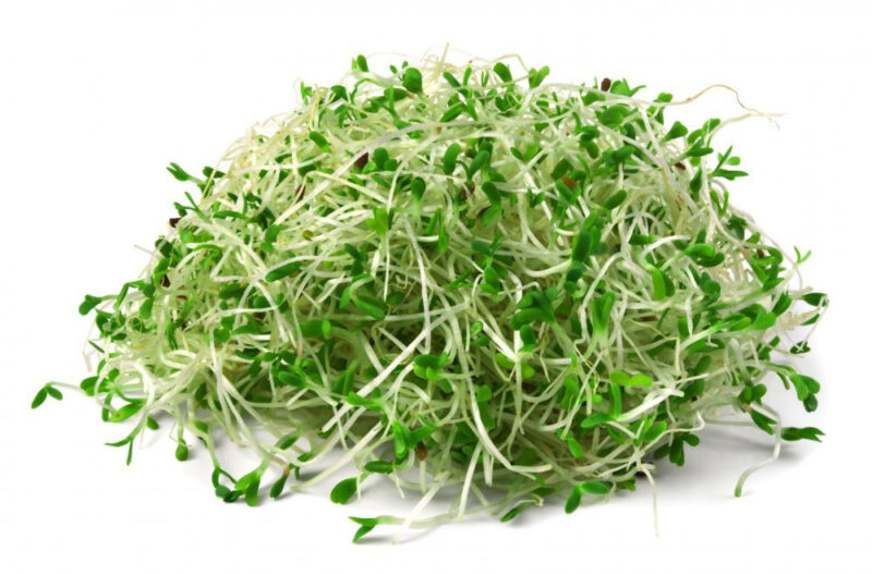 The Ultimate Sprouting Seed Sampler - Image 6