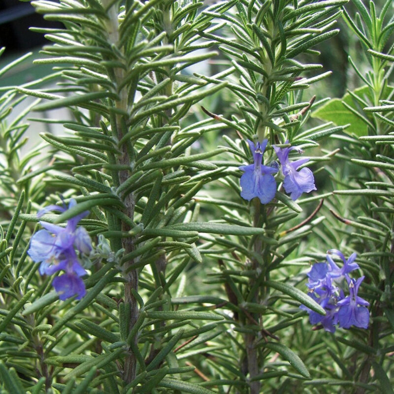 Rosemary Herb Seed - Image 3