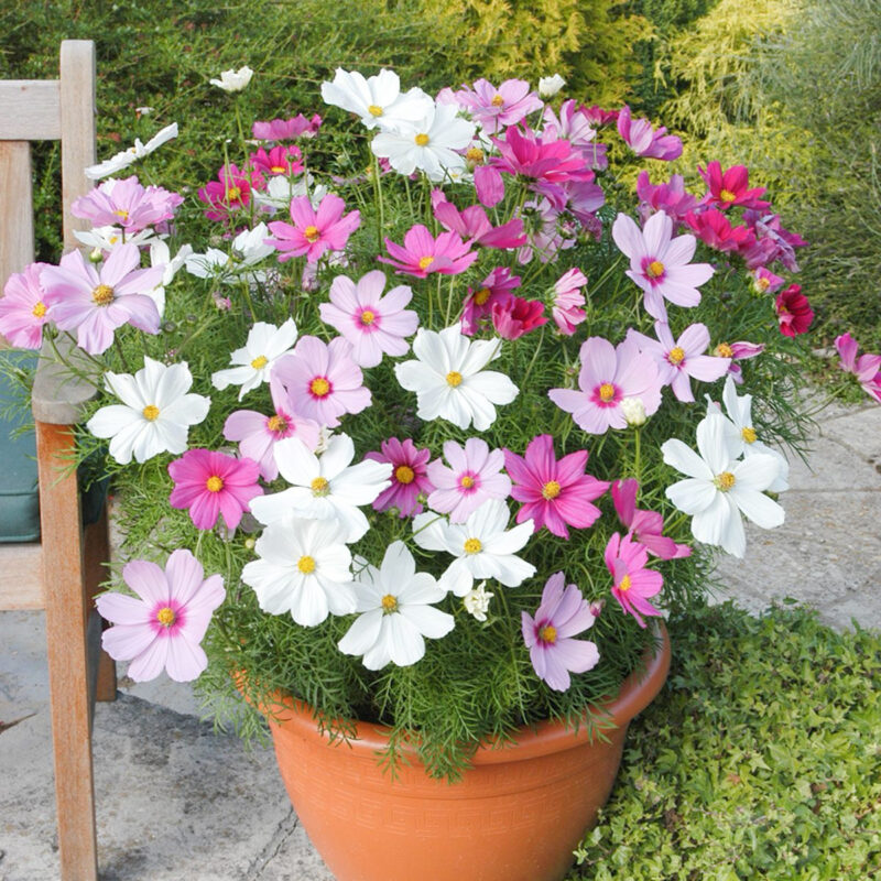 Cosmos (bipinnatus) Sensation Dwarf Mix Seed - Image 2