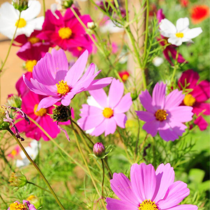Cosmos (bipinnatus) Sensation Dwarf Mix Seed - Image 5