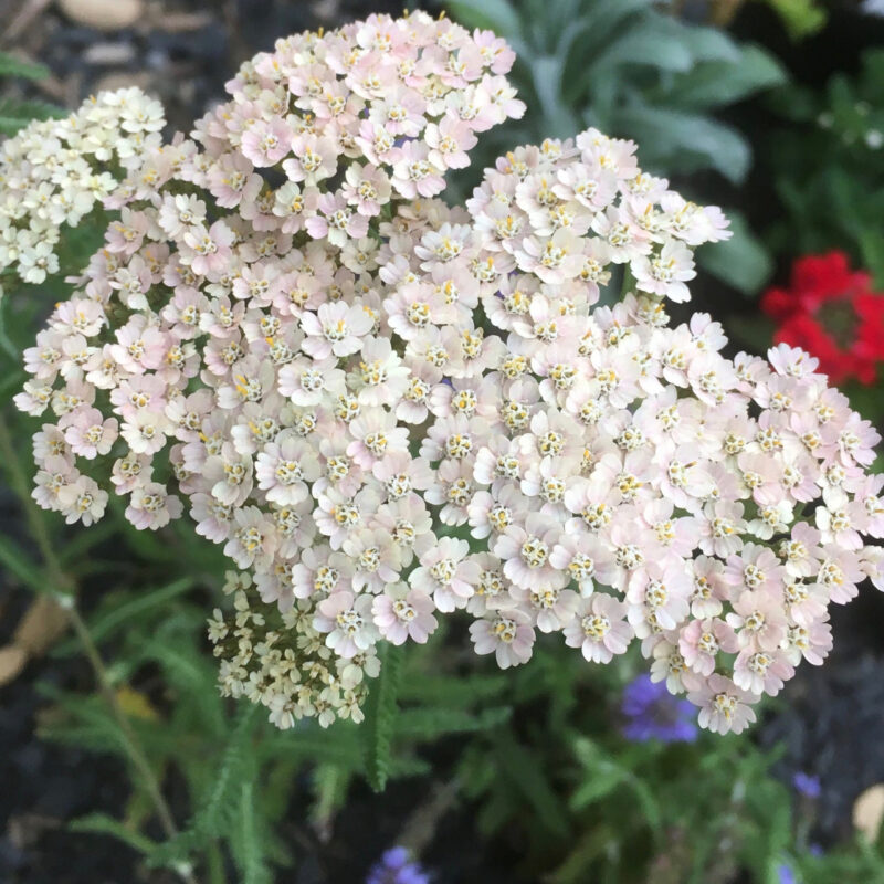 White Yarrow Seed - Image 2
