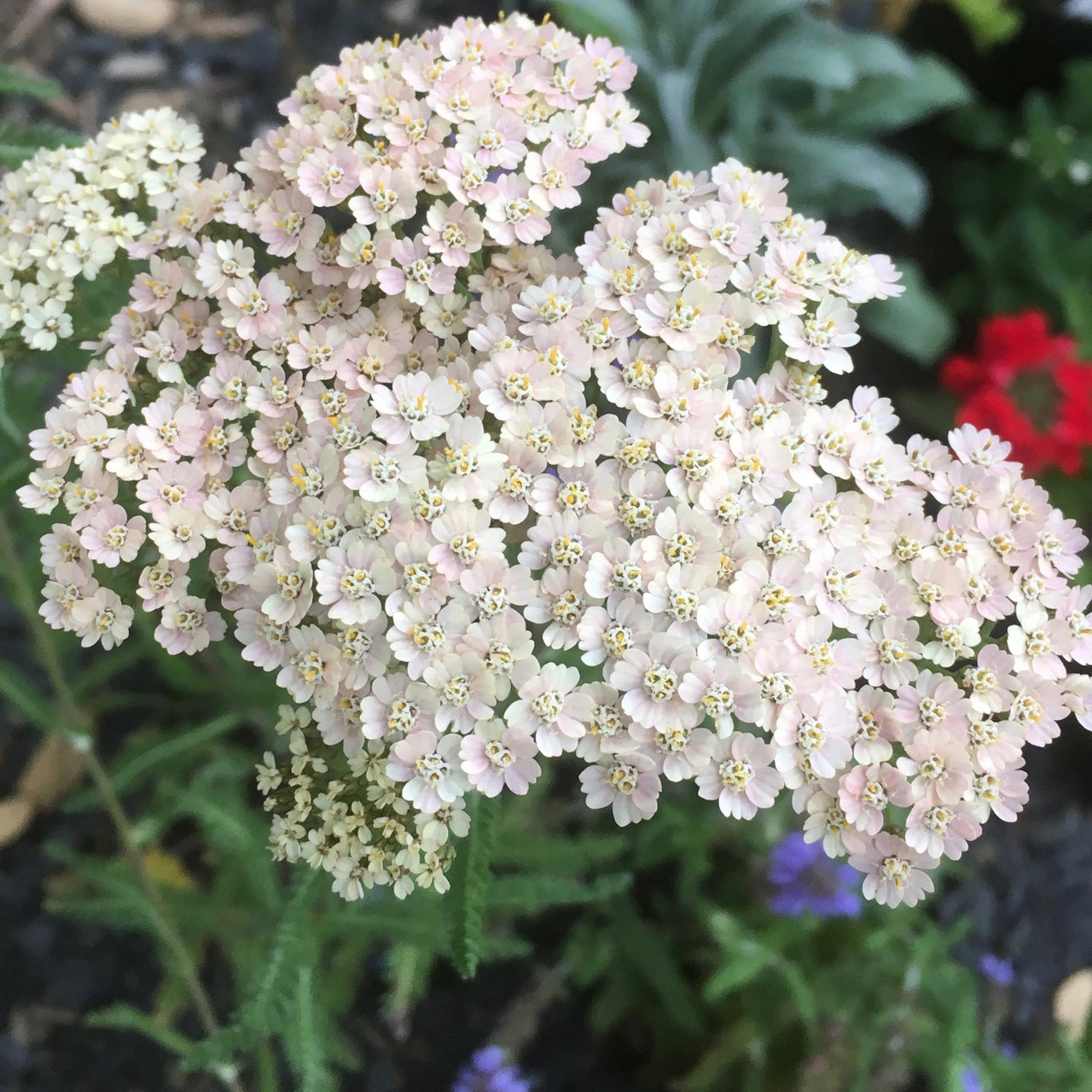 White Yarrow Seed (Achillea millefolium) - Image 2