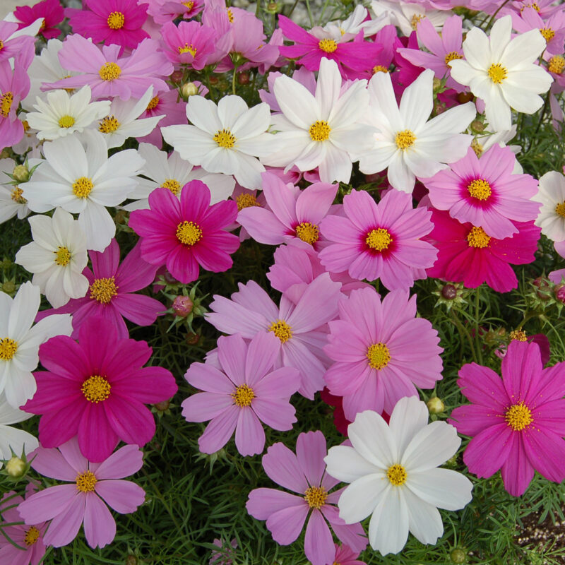 Cosmos (bipinnatus) Sensation Dwarf Mix Seed