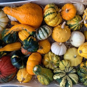 Large Mixed Gourds Seed