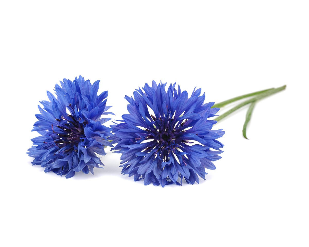 Bachelor Button Cornflower Dwarf Blue Jubilee Gem Seed (Centaurea cyanus) - Image 2