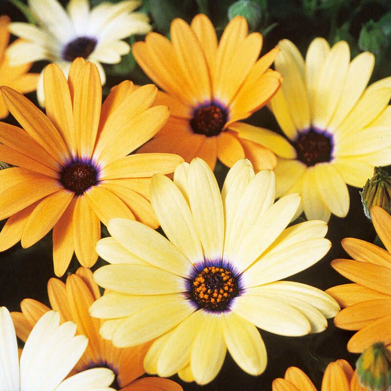 African Daisy (Dimorphotheca sinuata) Stick Seed - Image 2