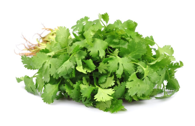 Coriander (Split Seed Cilantro) Slo-Bolting Herb Seed - Image 2