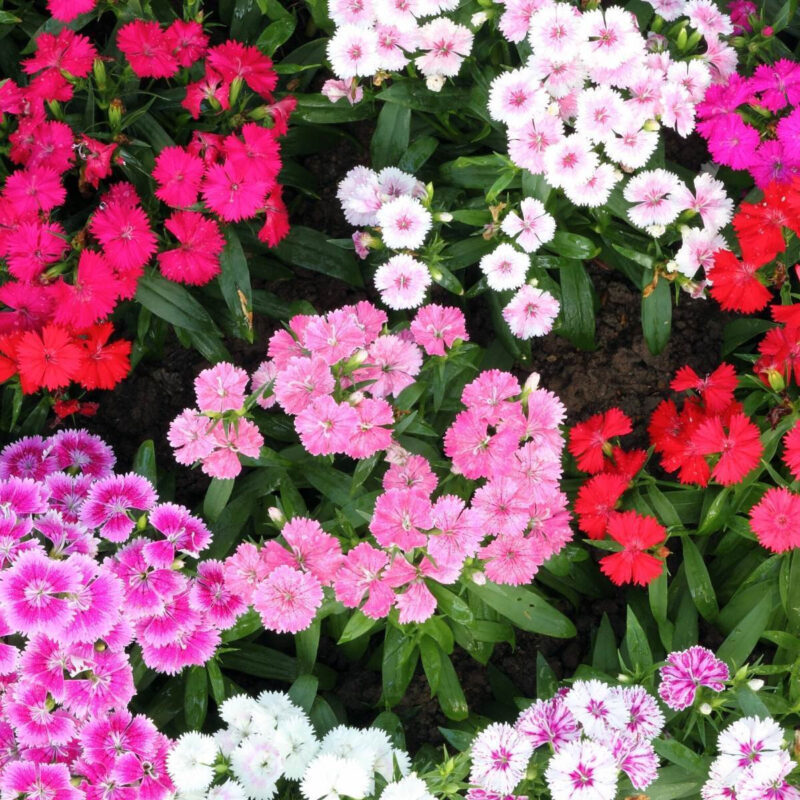 Dianthus, Sweet William, Double Mix Seed - Image 3