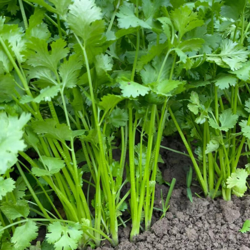 Coriander (Split Seed Cilantro) Slo-Bolting Herb Seed - Image 6