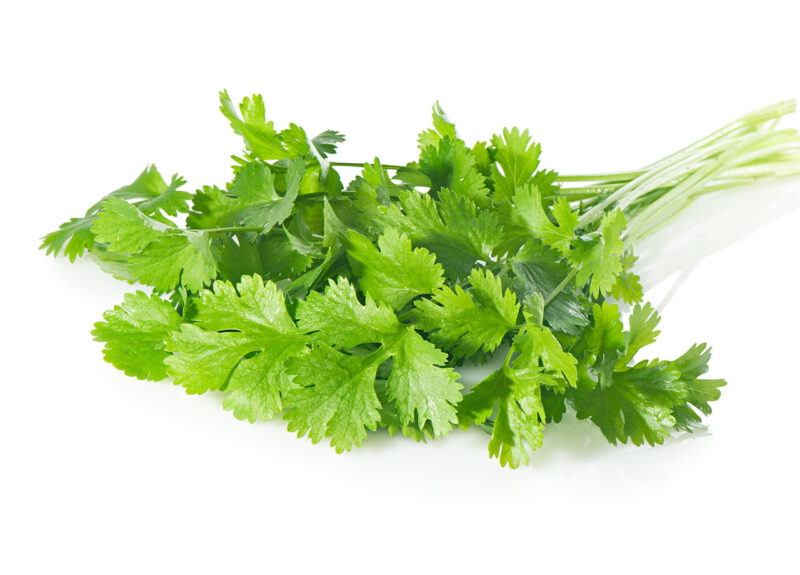 Coriander (Split Seed Cilantro) Slo-Bolting Herb Seed - Image 4