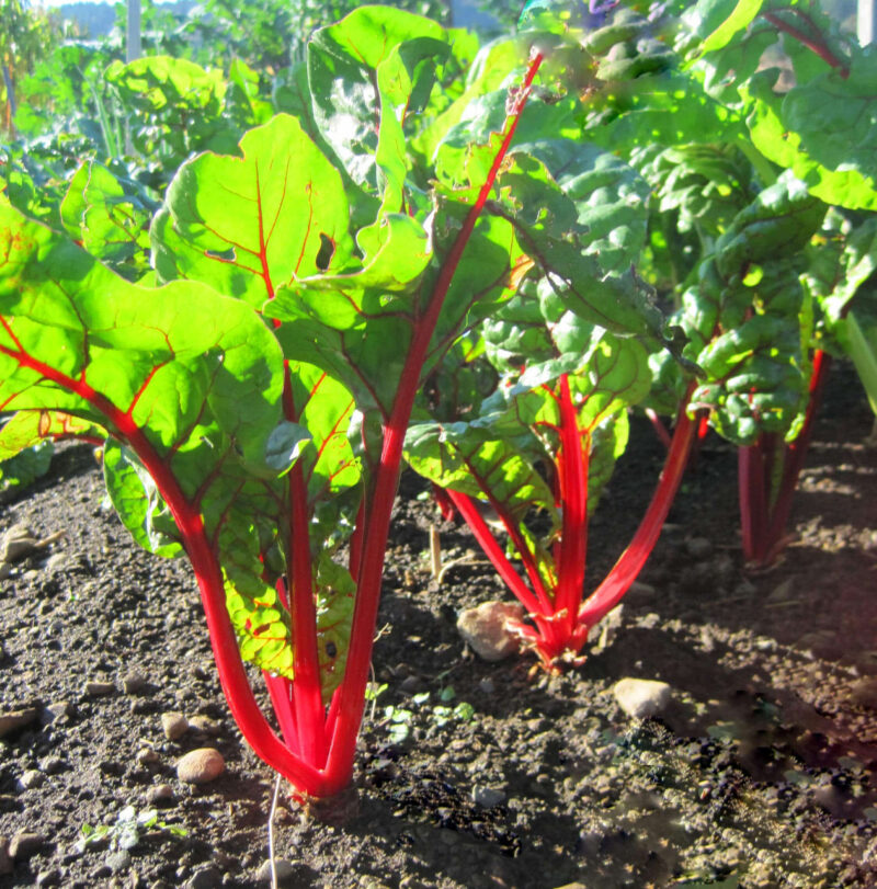 Ruby Red Swiss Chard Heirloom Seed - Image 2