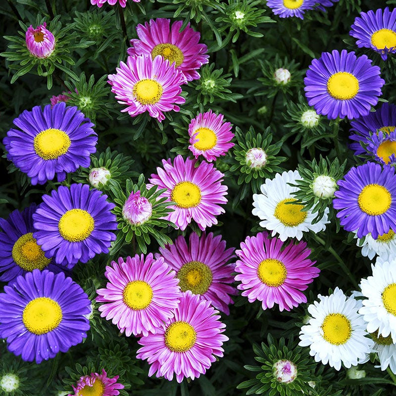 (Callistephus chinensis) Aster Single Rainbow Seed - Image 2