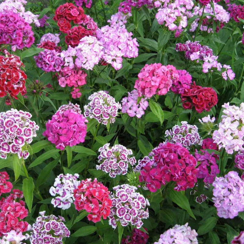 Dianthus, Sweet William, Double Mix Seed - Image 2