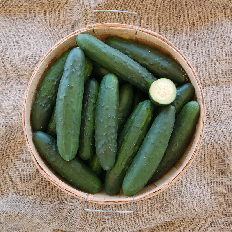 Marketmore 76 Cucumber Seed - Image 5