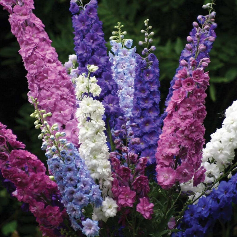 Larkspur Giant Imperial Mix Seed - Image 3
