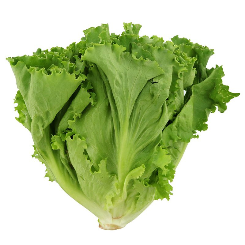 Grand Rapids TBR Leaf Lettuce Heirloom Seed - Image 2