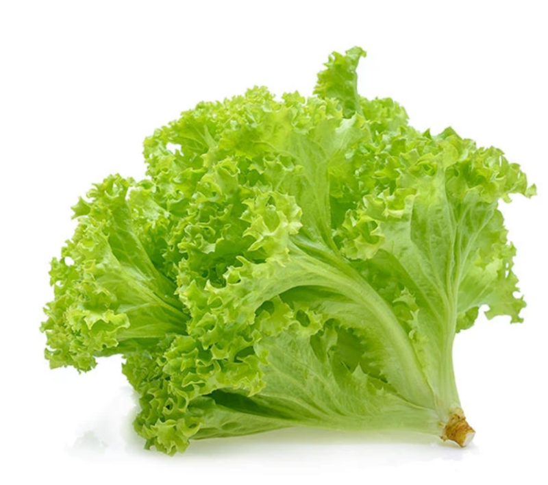 Green Ice Leaf Lettuce Heirloom Seed - Image 4