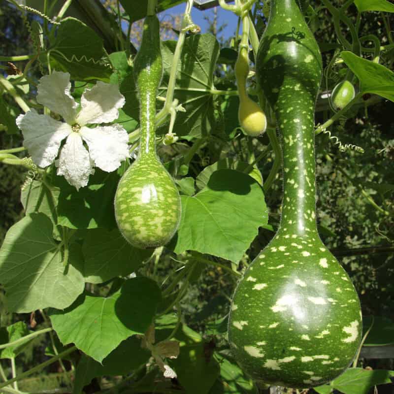 Speckled Swan Gourds Seed - Image 3