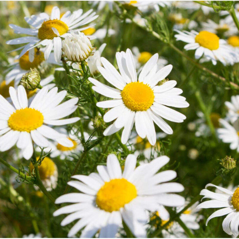 Chamomile, Roman Herb Seed - Image 2