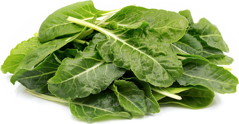Lucullus Swiss Chard Heirloom Seed (Beta vulgaris subsp. vulgaris) - Image 2