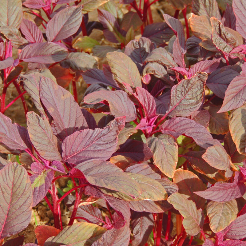 Amaranth, Red Garnett Herb - Image 3