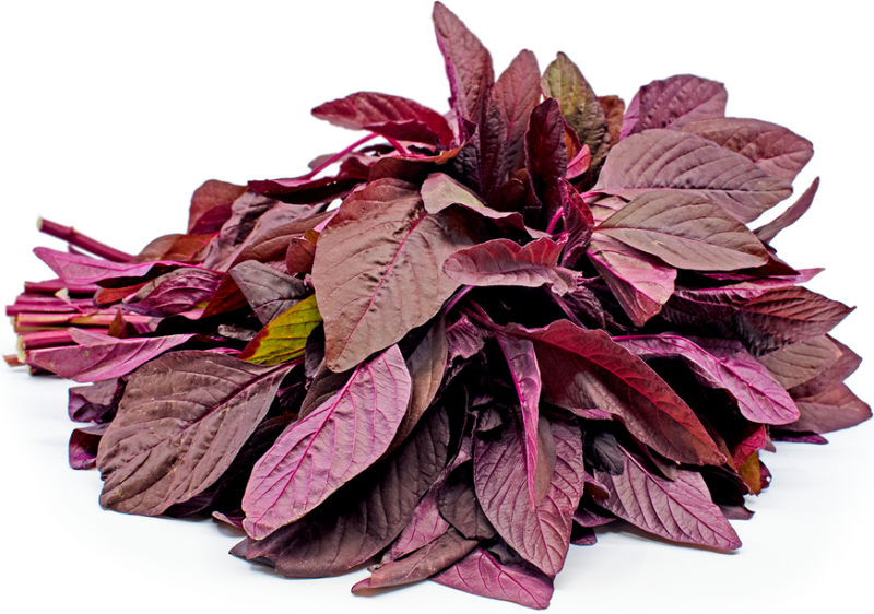 Amaranth, Red Garnett Herb - Image 2