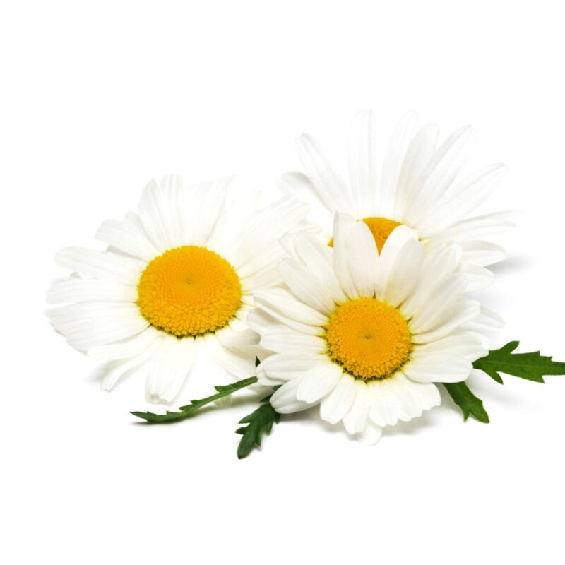 Chamomile, Roman Herb Seed - Image 4