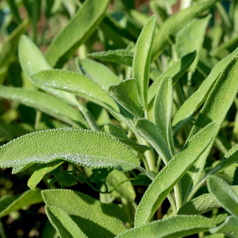 Sage, Broad Leaf Herb Seed - Image 5