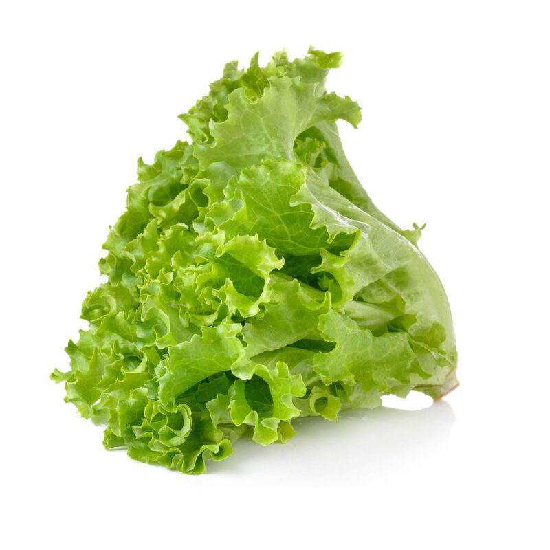 Green Ice Leaf Lettuce Heirloom Seed - Image 2