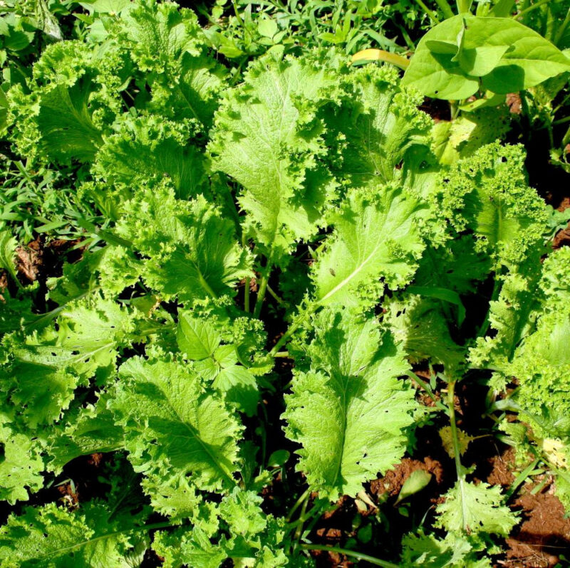 Old Fashioned Mustard Heirloom Seed - Image 2