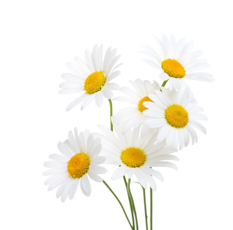 Chamomile, Roman Herb Seed - Image 5