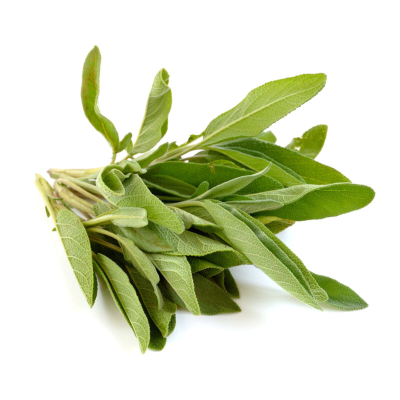 Sage, Broad Leaf Herb Seed - Image 4