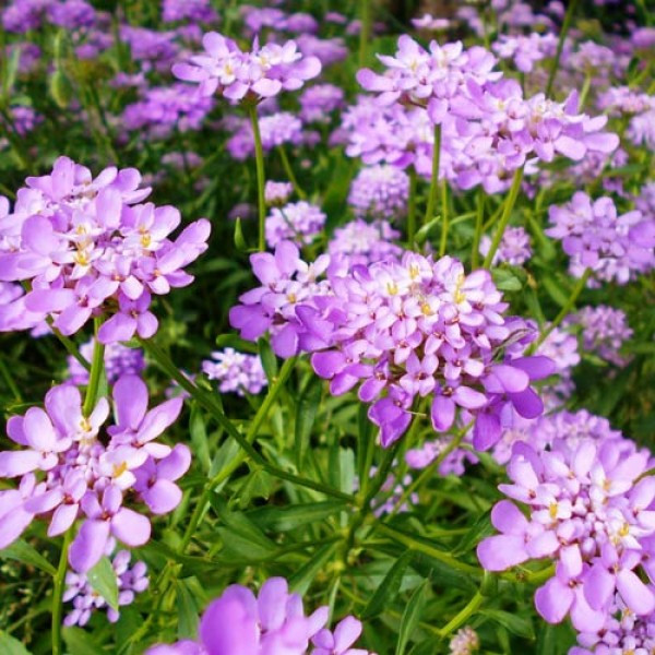 Candytuft, Tall Mix Seed - Image 4