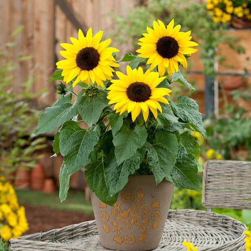 Sunspot Dwarf Sunflower Heirloom Seed - Image 2