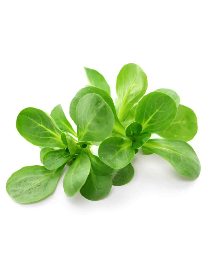 Herb Seeds