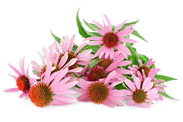 Purple Coneflower (Echinacea purpurpea) Seed